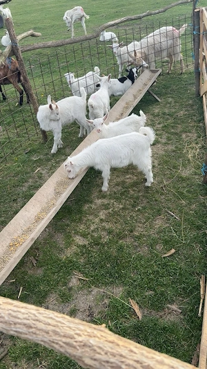 Iezi pt sacrificat de Paști  - imagine 4