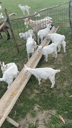 Iezi pt sacrificat de Paști  - imagine 3