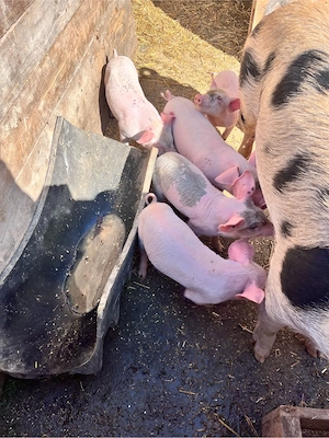 vând purcei 8 saptamâni  