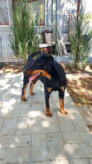 catei jagdterrier - imagine 5