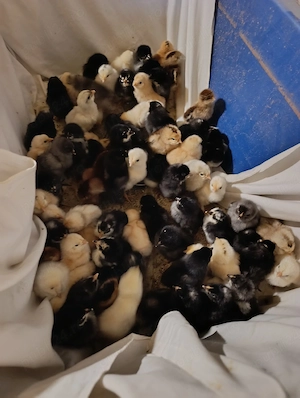 Pui de casă  - imagine 3