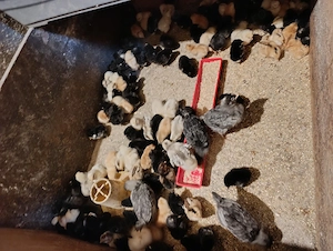 Pui de casă  - imagine 2