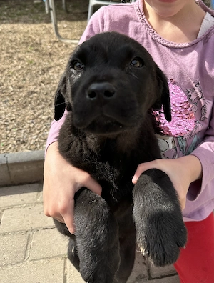 Pui de labrador draguti si iubitori 