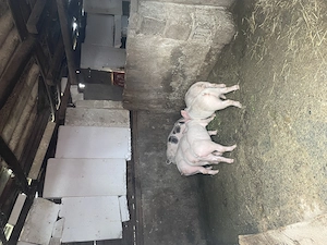 Porci de vanzare
