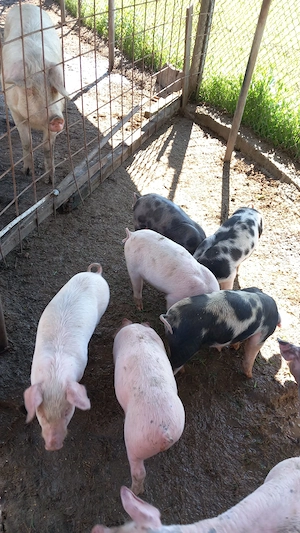 Vând purcei rasa Pietran - imagine 3