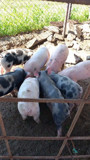 Vând purcei rasa Pietran - imagine 2