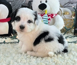 Bichon Havanez talie mica - imagine 2