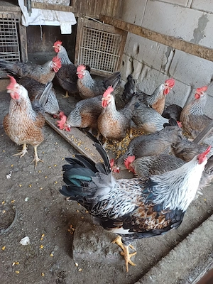 Familie gaini italiene argintiii 3+1 - imagine 3