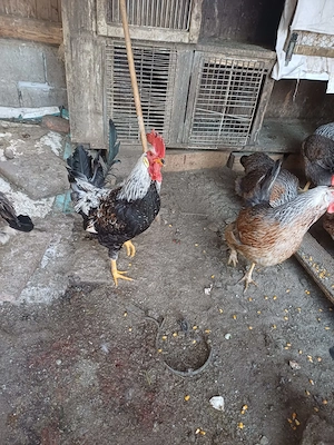 Familie gaini italiene argintiii 3+1 - imagine 2