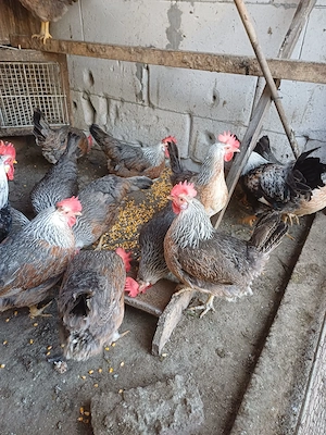 Familie gaini italiene argintiii 3+1 - imagine 4