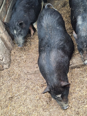 porcii vietnamezi  - imagine 5