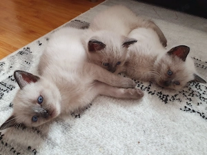 Pui pisică siameză 