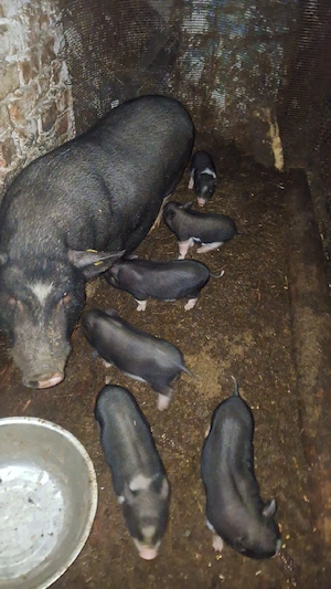 porcii vietnamezi  - imagine 3