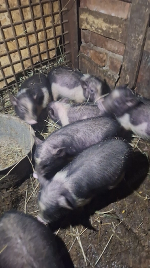 porcii vietnamezi  - imagine 2