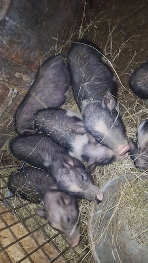 porcii vietnamezi  - imagine 4