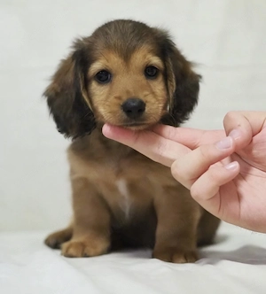 Bichon Havanez băiat