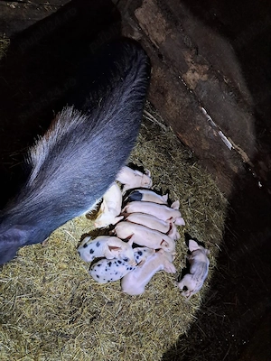 Scroafă la prima fătare 10 purcei, scroafă cu 7 purcei la a doua fatare  