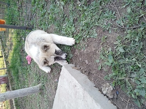 Donez catelusa metis - imagine 2