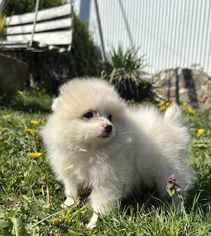 Pui pomeranian spitz  - imagine 4