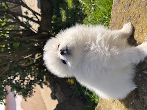 Pui pomeranian spitz 