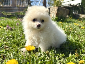 Pui pomeranian spitz  - imagine 3