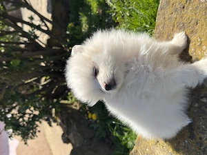 Pui pomeranian spitz  - imagine 2