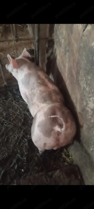 Vieruț Pietrain Belgian,3 luni.