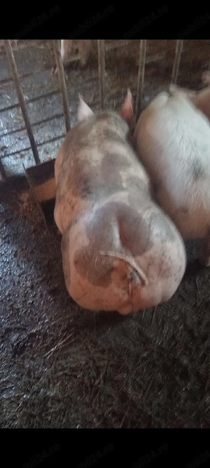 Vieruț Pietrain Belgian,3 luni.