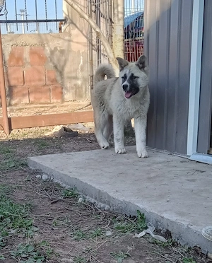 Donez catelusa metis - imagine 3