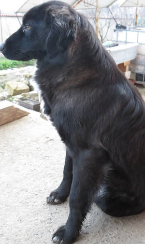 Donez căței iubitorilor de animale - imagine 3