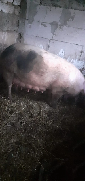 Vand scroafa cu purceii - imagine 3