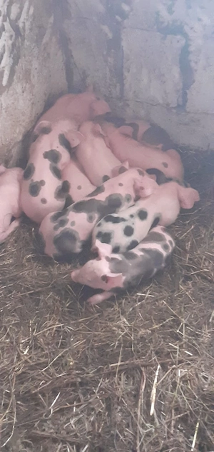 Vand scroafa cu purceii - imagine 4