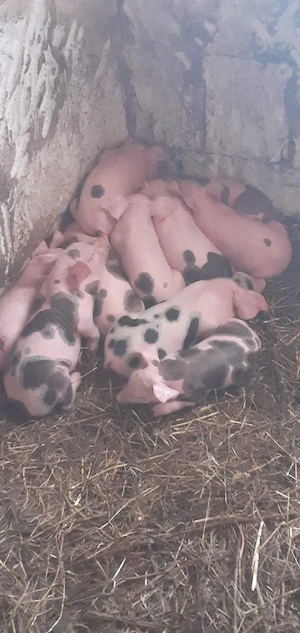 Vand scroafa cu purceii - imagine 5