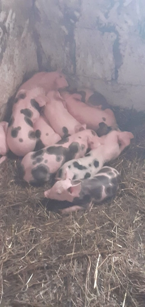 Vand scroafa cu purceii