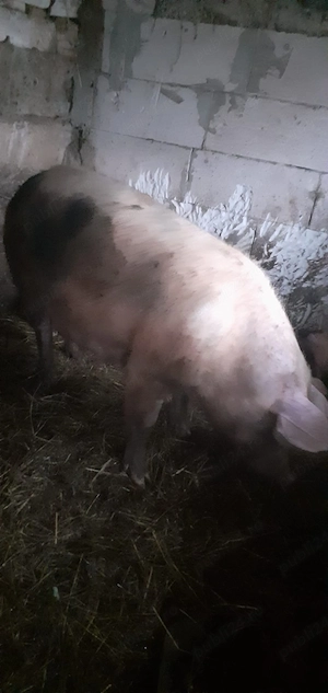 Vand scroafa cu purceii - imagine 2