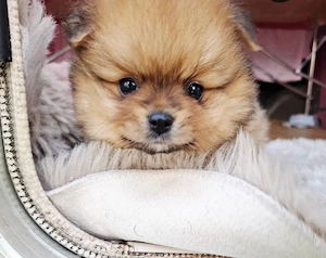 pomeranian boo