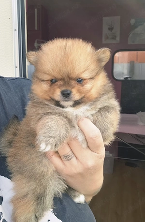 pomeranian mini mascul