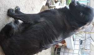 Donez căței iubitorilor de animale - imagine 2