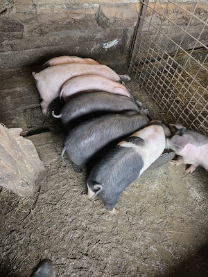 Vand purceii - imagine 3