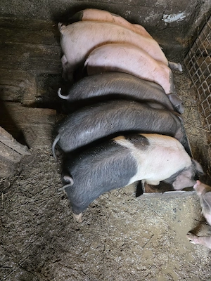 Vand purceii - imagine 2