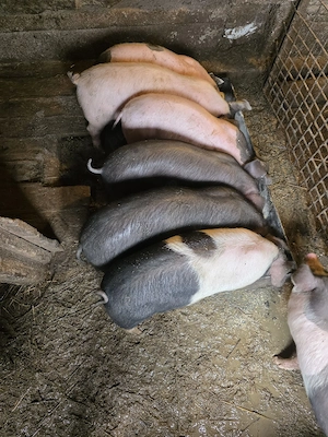 Vand purceii - imagine 4