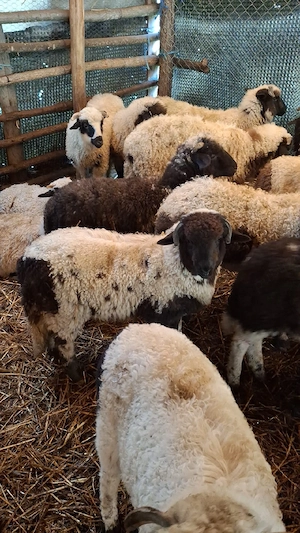 Vand miei de paste  - imagine 2