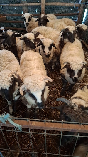 Vand miei de paste  - imagine 3