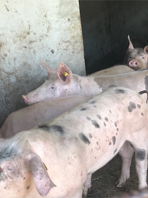 Purcei Pietran cu landrace 