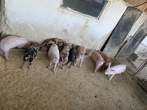 Vand purcei 10 saptamani Petrean cu Duroc