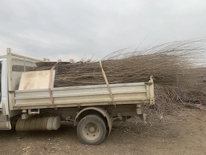 Ofer transport în jud.IASI