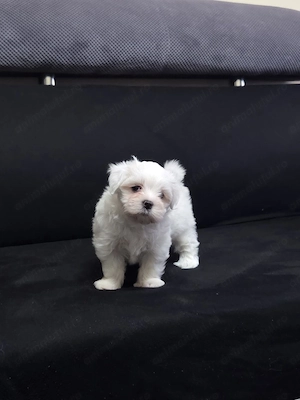 Bichon maltez mini toy - imagine 2