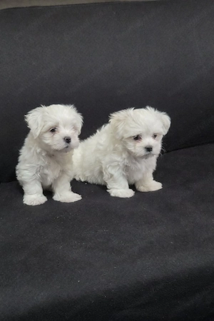 Bichon maltez mini toy - imagine 3