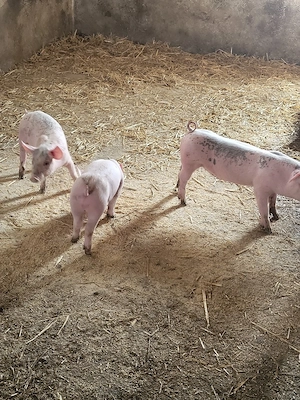 Vand 3 purceii  - imagine 2