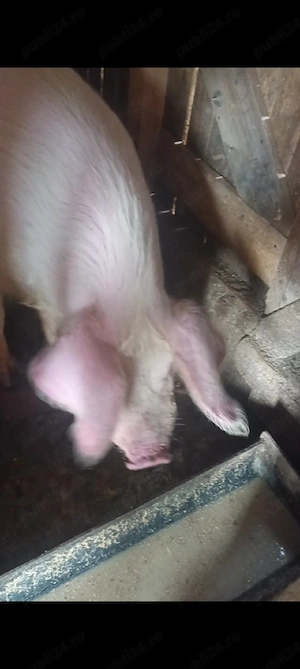 Vand vier ! - imagine 2